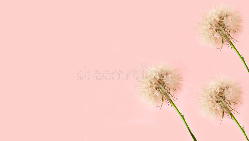 Fondo rosa creativo con inflorescencia de dientes de león blancos. concepto para fondo festivo o madres daycloseup