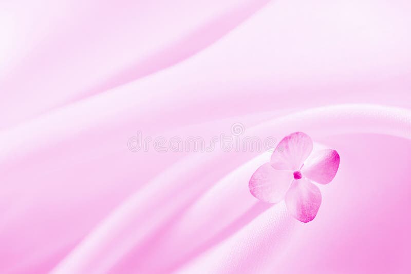 Fondo rosado con la flor Fondo rosado con la flor