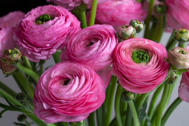 Fondo rosado del ramo del ran?nculo Macro Primer Para la entrega colorida de la tarjeta o de la flor de felicitación Foco selecti imagen de archivo libre de regalías Fondo rosado del ramo del ran?nculo Macro Primer Para la entrega colorida de la tarjeta o de la flor de felicitación Foco selecti imagen de archivo libre de regalías