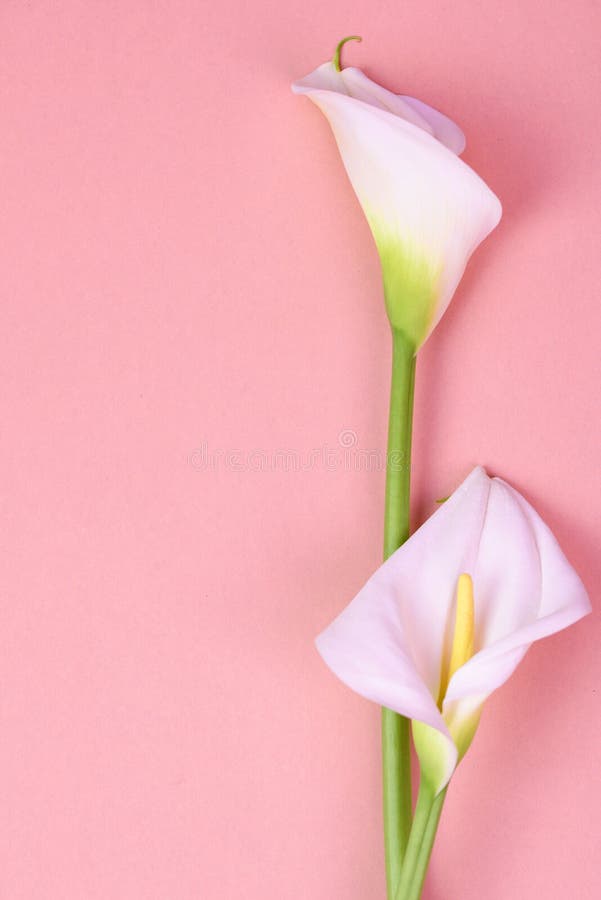 Fondo Rosado Hermoso Con Las Calas Blancas Flores Delicadas Foto de archivo - Imagen de colorido, narciso: 150539276 Fondo Rosado Hermoso Con Las Calas Blancas Flores Delicadas Foto de archivo - Imagen de colorido, narciso: 150539276