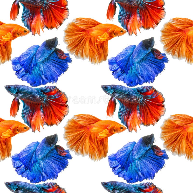 Fondo senza cuciture del modello del pesce siamese di combattimento immagini stock libere da diritti Fondo senza cuciture del modello del pesce siamese di combattimento immagini stock libere da diritti