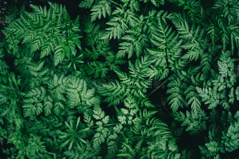 Fondo succoso variopinto con le foglie verdi come le foglie della felce immagini stock libere da diritti Fondo succoso variopinto con le foglie verdi come le foglie della felce immagini stock libere da diritti