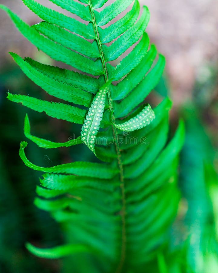 fondo tropical de las hojas del helecho verde claro de la hoja fotografía de archivo libre de regalías fondo tropical de las hojas del helecho verde claro de la hoja fotografía de archivo libre de regalías