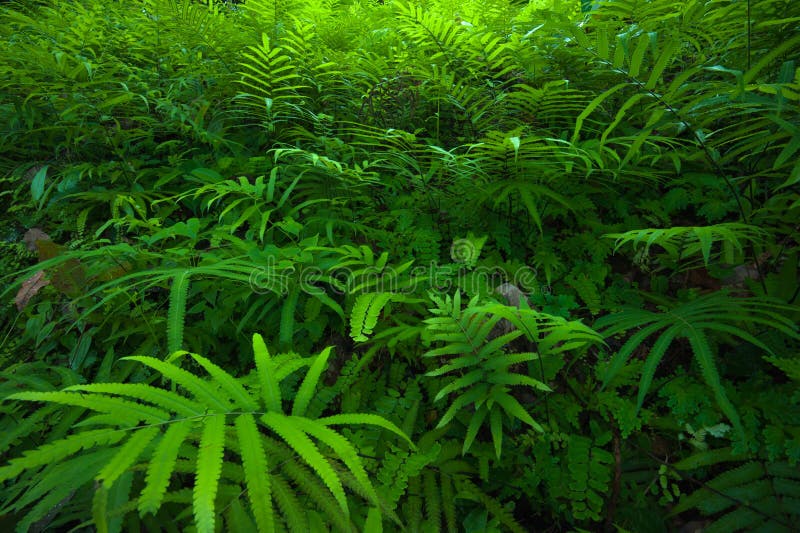 Fondo tropicale del fogliame verde delle foglie delle felci. Foresta pluviale immagine stock libera da diritti