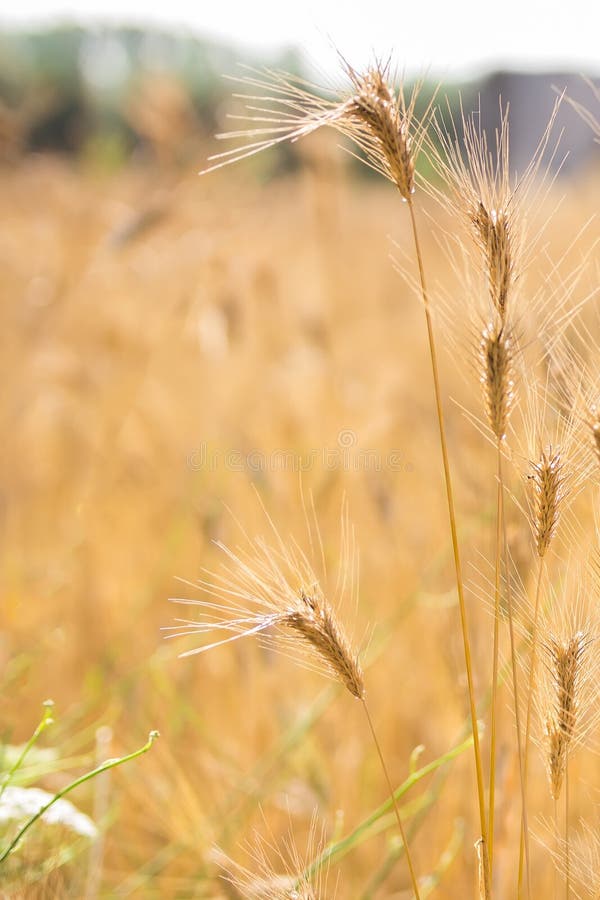 Fondo vago del giacimento di grano Orecchie della fine dorata del grano su Bello paesaggio di tramonto della natura I ricchi rura immagini stock Fondo vago del giacimento di grano Orecchie della fine dorata del grano su Bello paesaggio di tramonto della natura I ricchi rura immagini stock