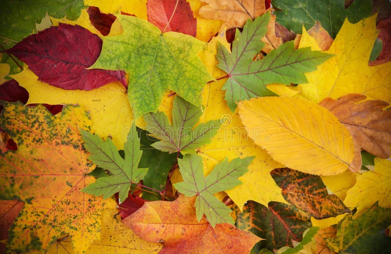 Fondo variopinto e luminoso fatto delle foglie di autunno cadute fotografia stock libera da diritti
