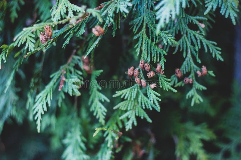 Fondo verde blando de la Navidad con el árbol del Thuja imagen de archivo libre de regalías Fondo verde blando de la Navidad con el árbol del Thuja imagen de archivo libre de regalías