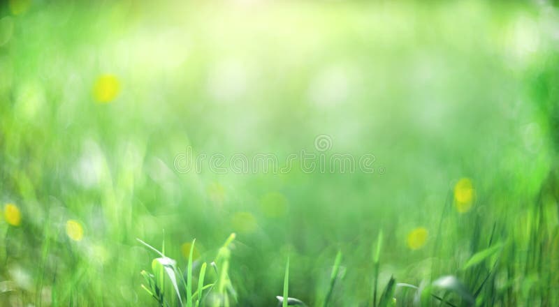 Fondo verde borroso. fondo abstracto. fondo de césped imágenes de archivo libres de regalías