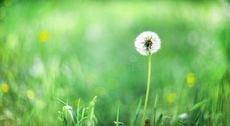 Fondo verde borroso. fondo abstracto. fondo de césped imagenes de archivo