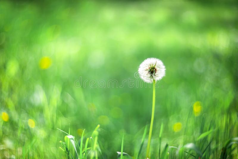 Fondo verde borroso. fondo abstracto. fondo de césped imagen de archivo