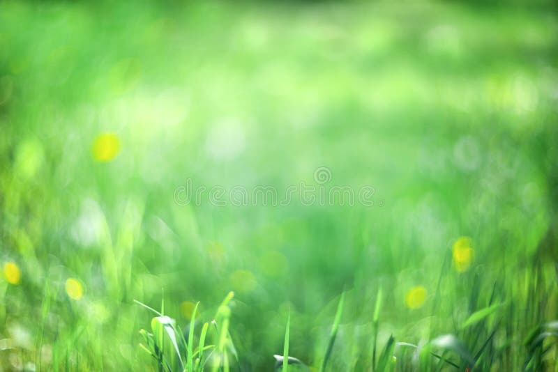 Fondo verde borroso. fondo abstracto. fondo de césped foto de archivo libre de regalías