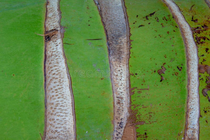 Fondo verde de la fibra del árbol fotografía de archivo Fondo verde de la fibra del árbol fotografía de archivo