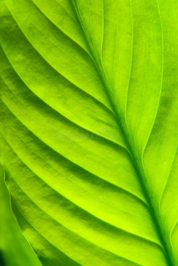 Fondo verde de la naturaleza fotos de archivo libres de regalías Fondo verde de la naturaleza fotos de archivo libres de regalías