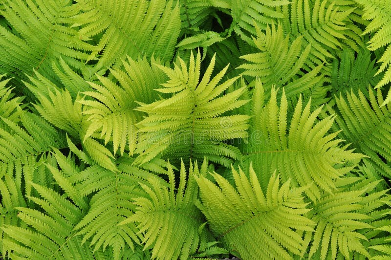 Fondo verde de la naturaleza imagenes de archivo Fondo verde de la naturaleza imagenes de archivo