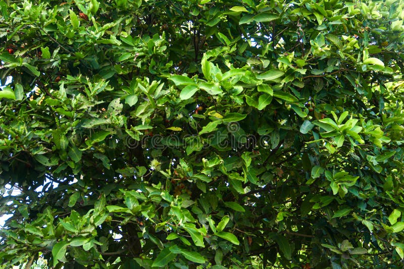 Green and natural leaves that look very fresh and beautiful. Green and natural leaves that look very fresh and beautiful