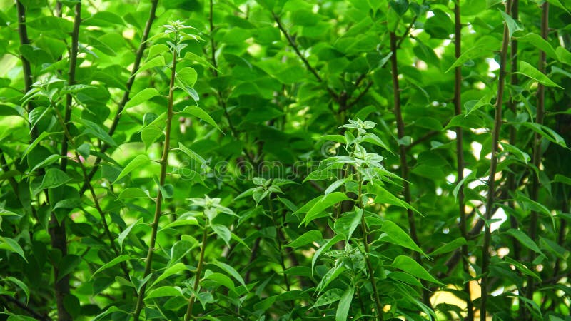 Green and natural leaves that look very fresh and beautiful. Green and natural leaves that look very fresh and beautiful