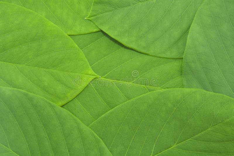 Fondo verde del modello della foglia fotografie stock