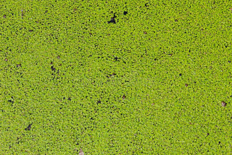 Fondo verde della lemma fotografia stock