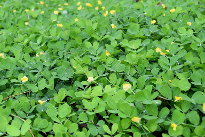 Fondo verde e giallo della natura di arachis pintoi fotografia stock libera da diritti Fondo verde e giallo della natura di arachis pintoi fotografia stock libera da diritti