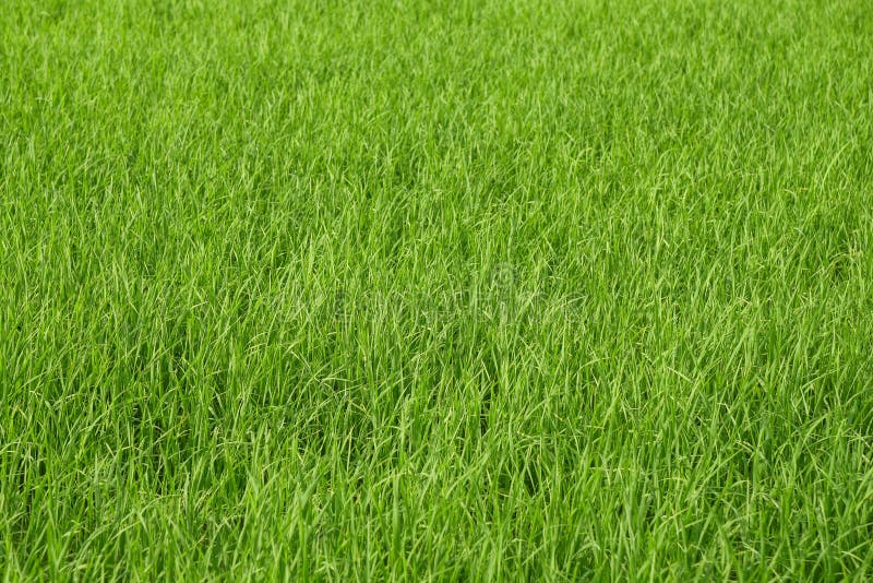 Fondo verde fresco del campo del arroz imagenes de archivo Fondo verde fresco del campo del arroz imagenes de archivo