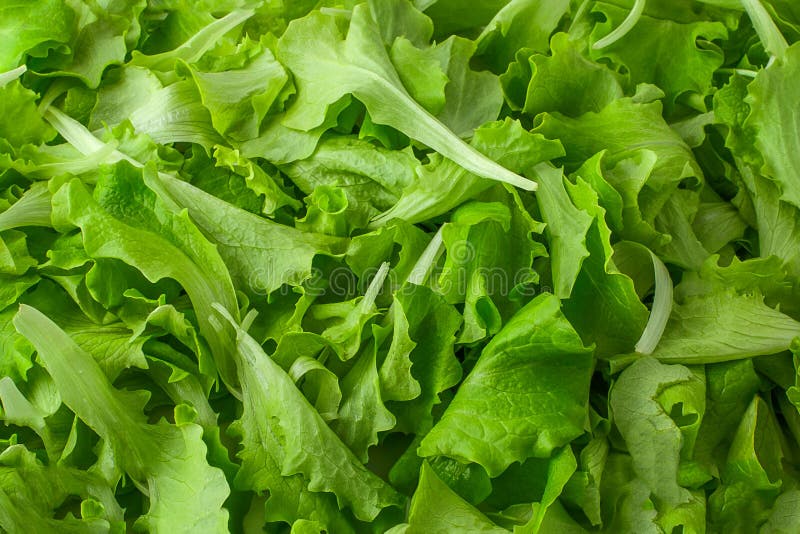Fondo verde fresco dell'insalata della lattuga fotografia stock Fondo verde fresco dell'insalata della lattuga fotografia stock