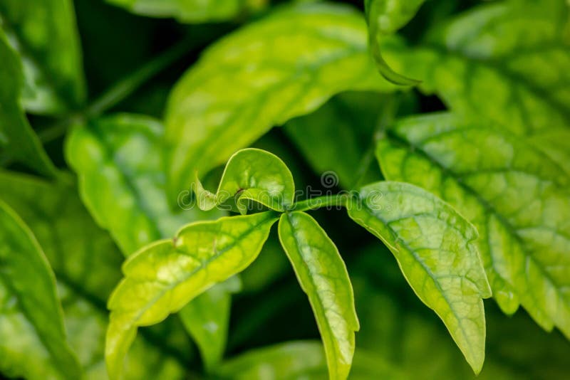 Fondo, verde, il colore della natura, dettaglio della pianta visto sulla fine, tante foglie verdi fotografia stock Fondo, verde, il colore della natura, dettaglio della pianta visto sulla fine, tante foglie verdi fotografia stock