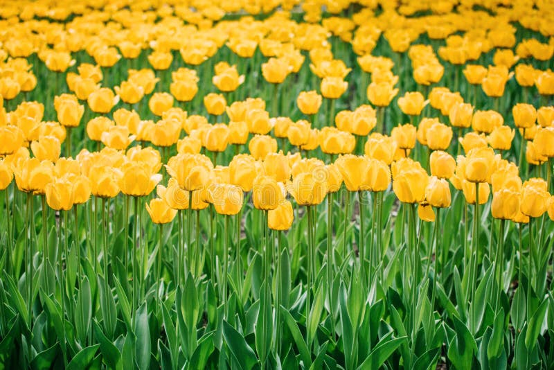Fondo verticale dei tulipani gialli, insegna Tulipani variopinti nel giardino floreale, arboreto Letto di fiore nel parco di prim fotografia stock libera da diritti Fondo verticale dei tulipani gialli, insegna Tulipani variopinti nel giardino floreale, arboreto Letto di fiore nel parco di prim fotografia stock libera da diritti