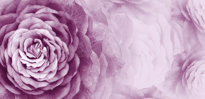 Fondo Violeta Floral Un Ramo De Flores De Rosas Moradas Cierre Coloración Floral Composición De Flor Foto de archivo - Imagen de exterior, tarjeta: 167450566 Fondo Violeta Floral Un Ramo De Flores De Rosas Moradas Cierre Coloración Floral Composición De Flor Foto de archivo - Imagen de exterior, tarjeta: 167450566