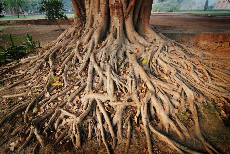 Fonds d'un arbre de banian Fonds d'un arbre de banian