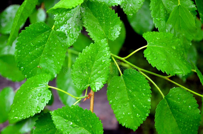 Fondul natural constă din frunze de mure acoperite cu picături de apă. stock image
