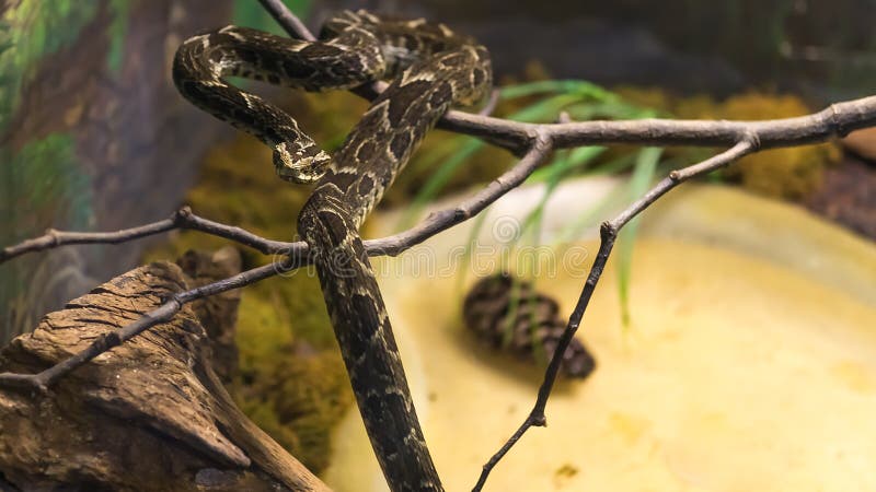 Fonseca s Lancehead snake (Bothrops Fonsecai) slithering on bra