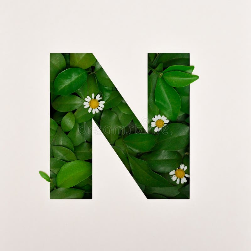 Font Design, Abstract Alphabet with Leaves Flower, Realistic Leaves Typography - N Stock of nature, plant: 205572821