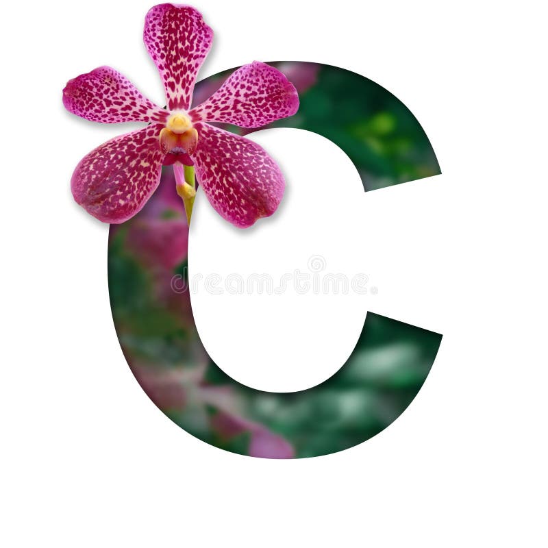 Font with Flower C Made Form Flower for Desing Decoration Stock Image Image of background