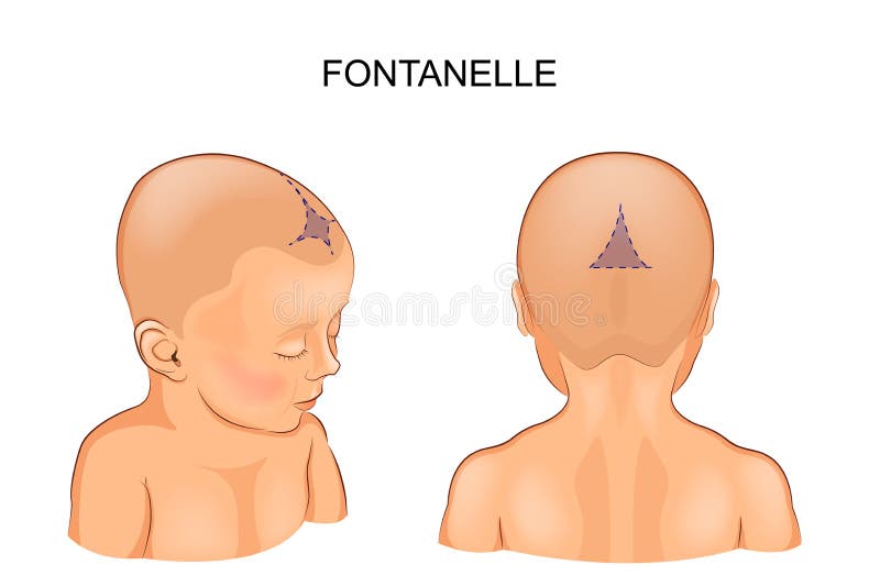 Fontanel in the infant