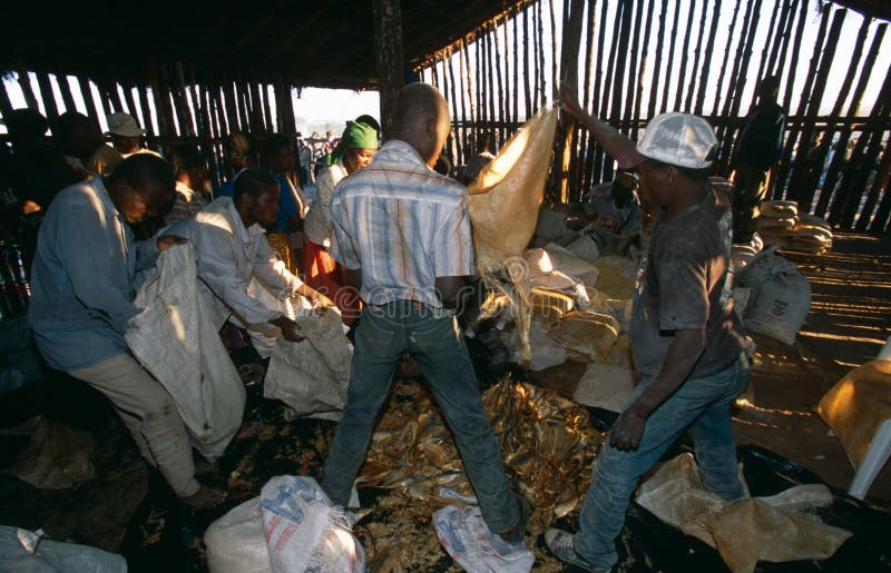 Food aid in Africa editorial stock photo. Image of horizontal 25575383