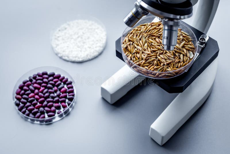 Food Analysis. Wheat Under the Microscope on Grey Background Stock