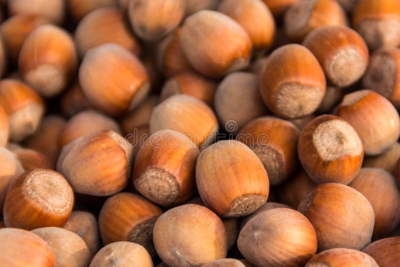Food background of hazelnuts. Fresh filbert close-up royalty free stock images