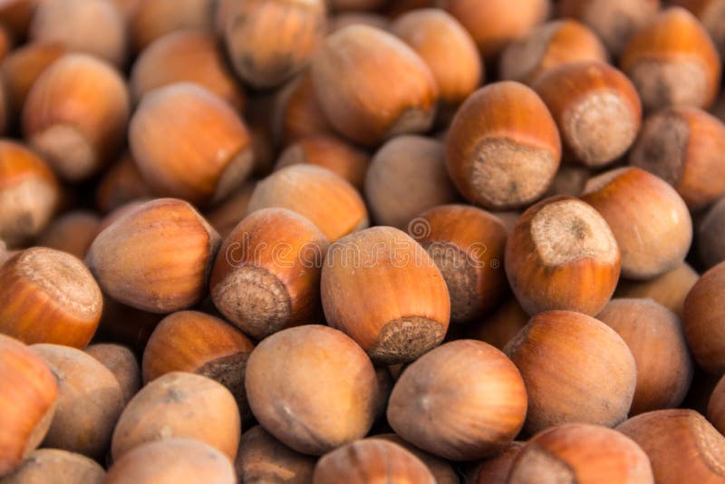 Food background of hazelnuts. Fresh filbert close-up royalty free stock photo