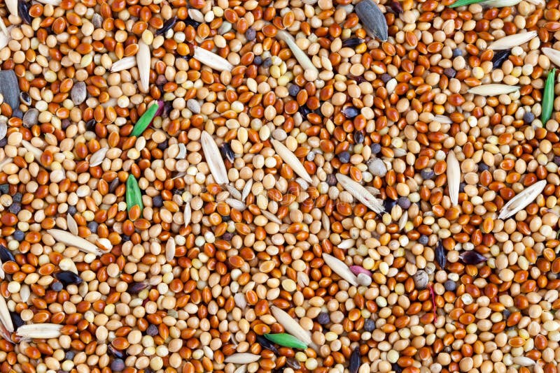 Food for birds stock photo. Image of pile, parrot, mixture 85555408