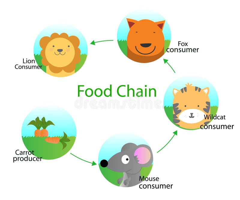 Food chain stock vector. Illustration of illustrator Biology Diagrams