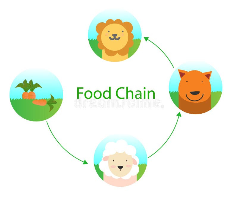 Food Chain Lion Stock Illustrations โ 189 Food Chain Lion Stock ... Biology Diagrams