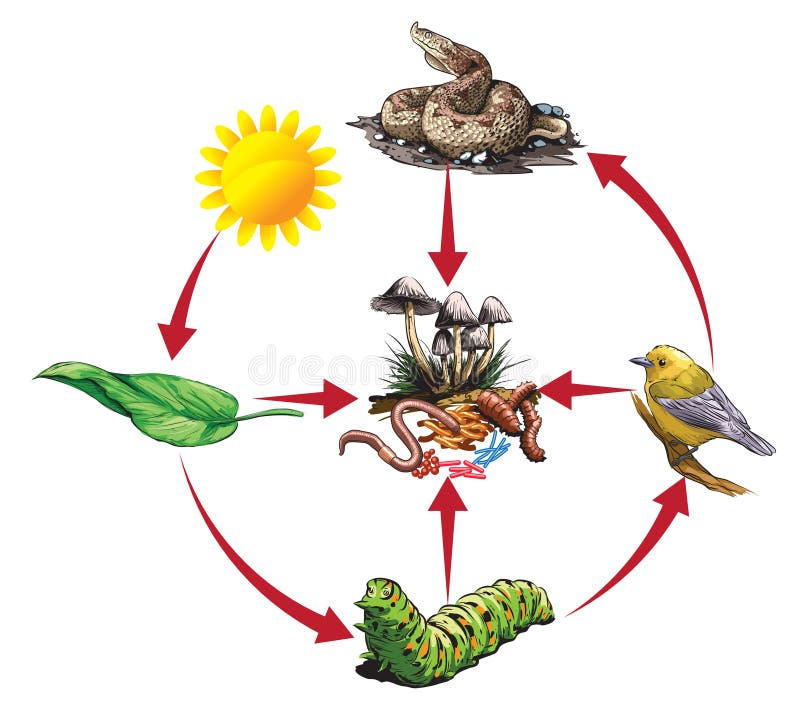 Food chain-caterpillar