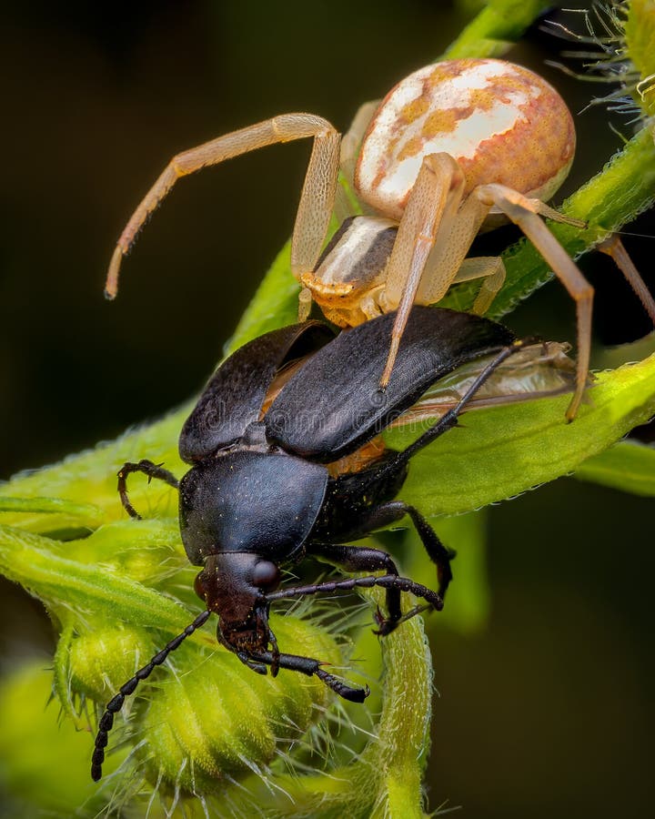 Food chain stock photo. Image of entomology, macro, catching Biology Diagrams