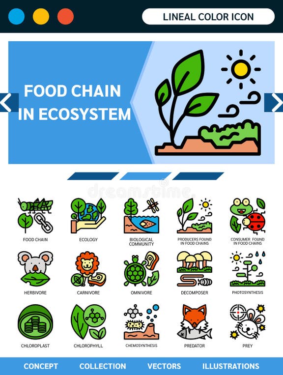 Decomposer Stock Illustrations – 184 Decomposer Stock Illustrations ... Biology Diagrams