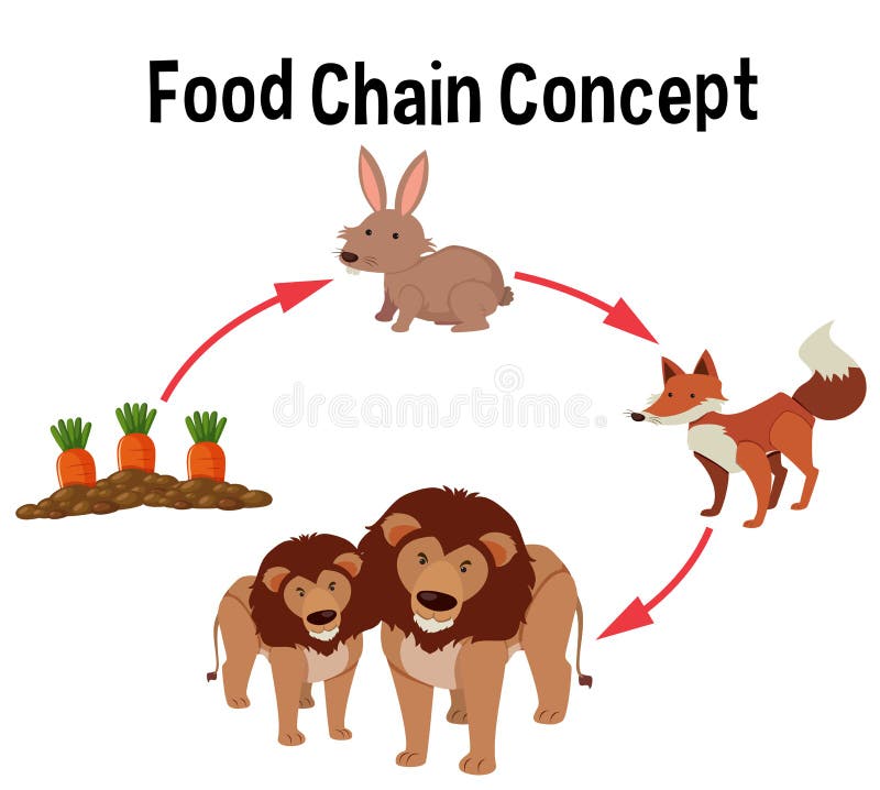 Food chain concept diagram stock vector. Illustration of animals ... Biology Diagrams