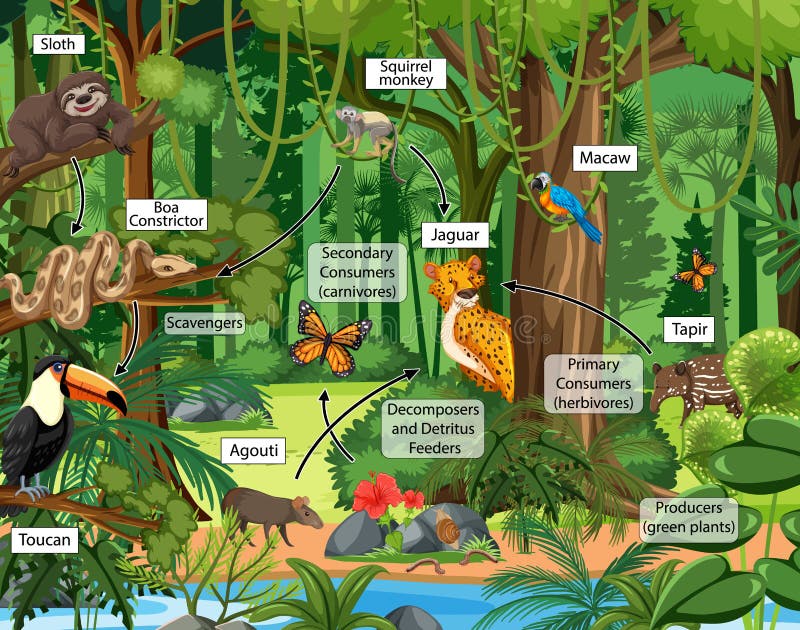 Food Chain Diagram Concept on Forest Background Stock Vector ... Biology Diagrams