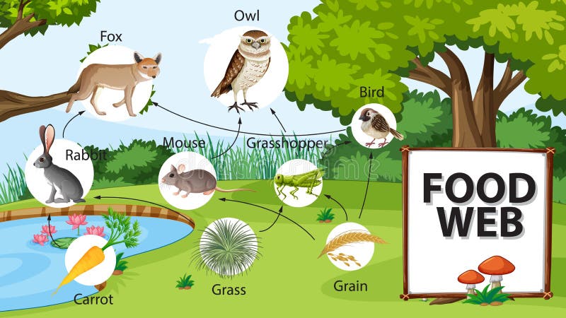 Forest Food Chain Stock Illustrations – 115 Forest Food Chain Stock  Illustrations, Vectors & Clipart - Dreamstime
