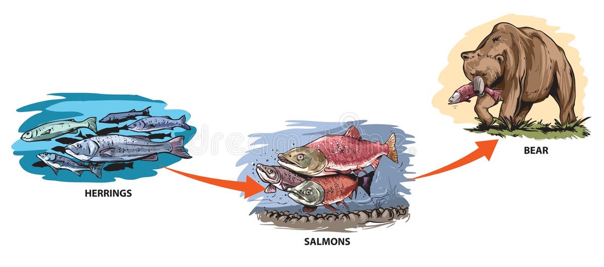 Sea Animal Food Chain Stock Illustrations – 422 Sea Animal Food Chain ... Biology Diagrams
