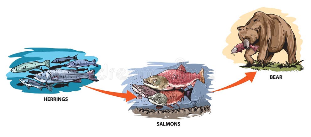 Ocean Food Chain Stock Illustrations – 1,018 Ocean Food Chain Stock ... Biology Diagrams