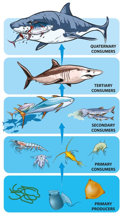 Sea Animal Food Chain Stock Illustrations โ 226 Sea Animal Food Chain ... Biology Diagrams